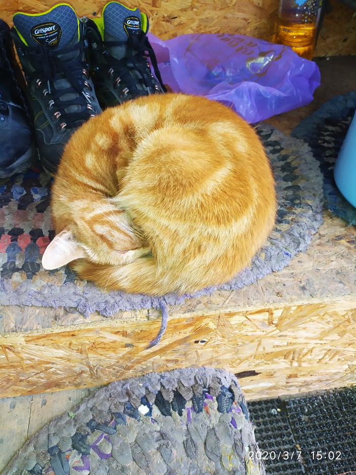 Сфоткал солнышко