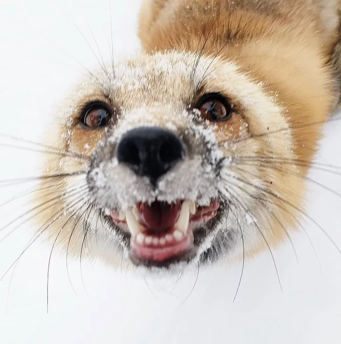 Infinitely contented snow muzzle! ^_^ - Animals, Fox, Muzzle, Snow, Close-up