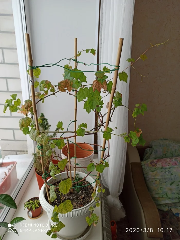 Will the grapes die? Or can it be cured? - My, Grape, Disease, Gardening, Garden, Plants, Noob, Fertilizers, Poison, Longpost