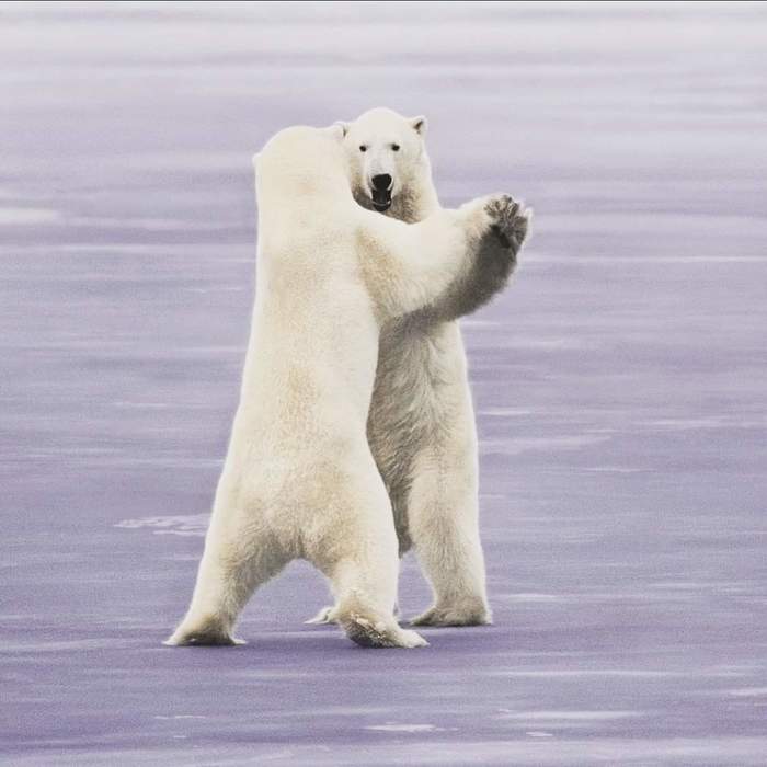 Dancing on Ice - Polar bear, Pair dance, Ice floe