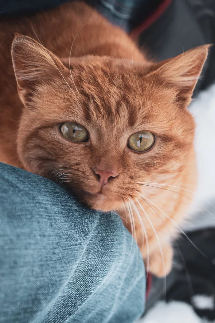 Ginger - My, cat, Beginning photographer, The photo, Redheads, Canon 200D, 18-55 kit