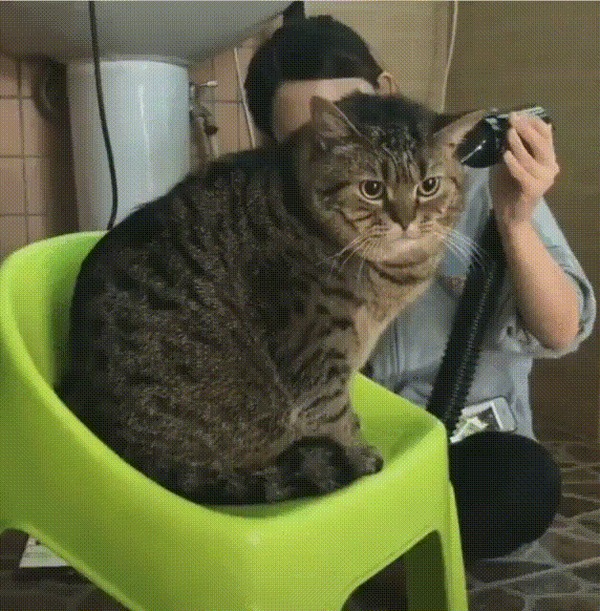Царственный котэ