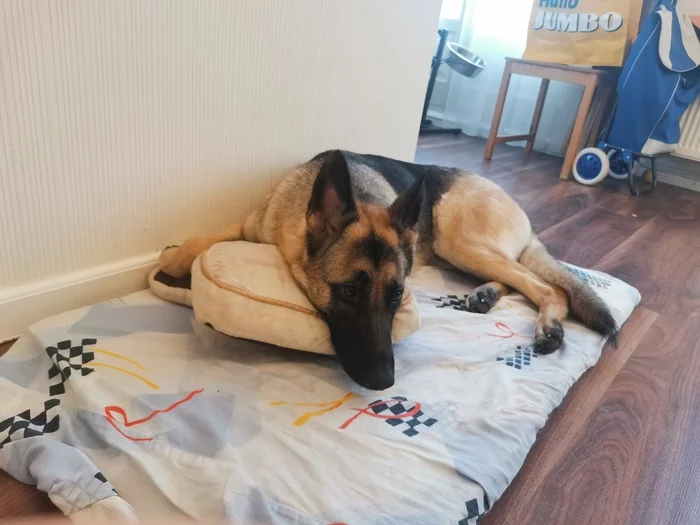 When can you stay in bed longer during the holidays? - My, Dog, German Shepherd, Laziness