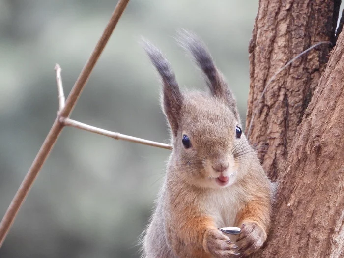 Nature is waking up! Squirrels want to eat! - My, Squirrel, Moscow, Walk, The photo, Spring, The sun, Good weather, Animals, Longpost