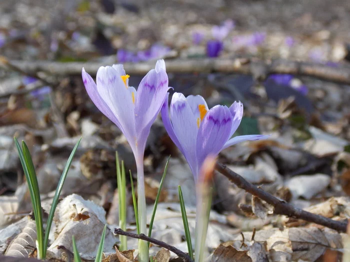 Saffron (aka crocus) Heifel - My, crocuses, Saffron, The photo, Walk in the woods, Flowers, Nature, Longpost