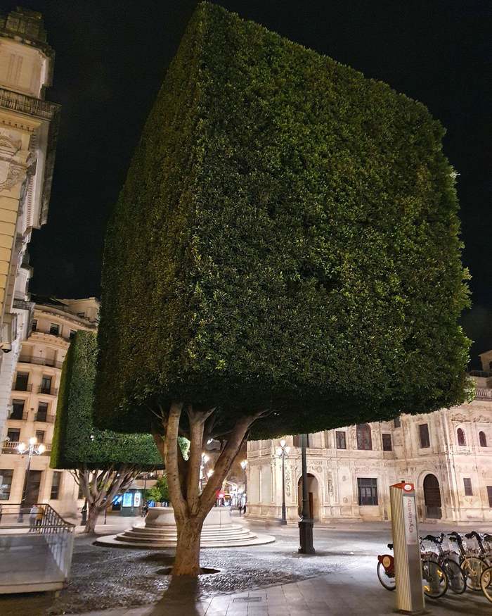 A bit of cubism - Seville, Spain, Tree, Cube