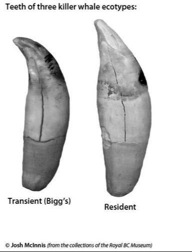 Orca teeth - My, Killer whale, Dolphin, The photo, Mammals, Interesting, Teeth, Oceanarium, Dentistry, Longpost