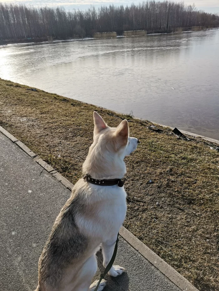 Contemplative dog - My, Dog, Water, Walk