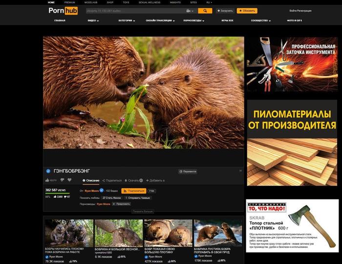 Beavers will be monitored around the clock in Moscow - Moscow, Observation, Beavers, Pornhub