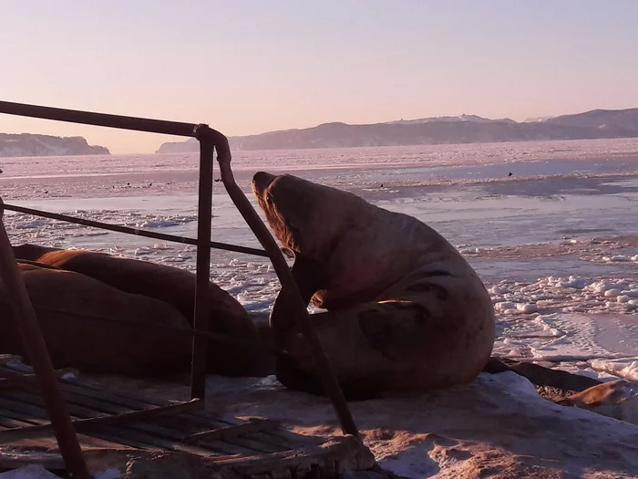 The incredible beauty of winter Kamchatka, and the Red Book Steller sea lions - My, Animals, Nature, Video