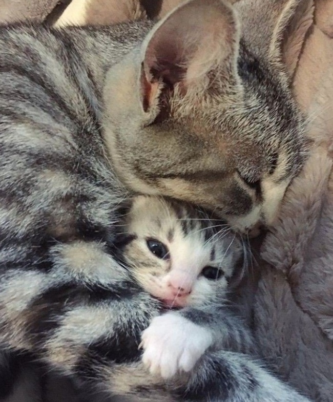 Mothers and babies - My, Kittens, cat, Milota, Longpost