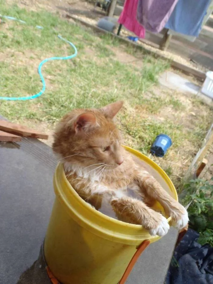 Summer will come! - cat, Bucket, Water, Gnome tag