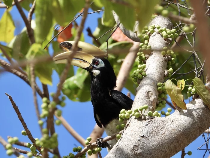 Носорог рогатый! Buceros bicornis! - Моё, Птицы, Наблюдение, Таиланд, Nikon, Птица-Носорог, Остров, Природа, Длиннопост