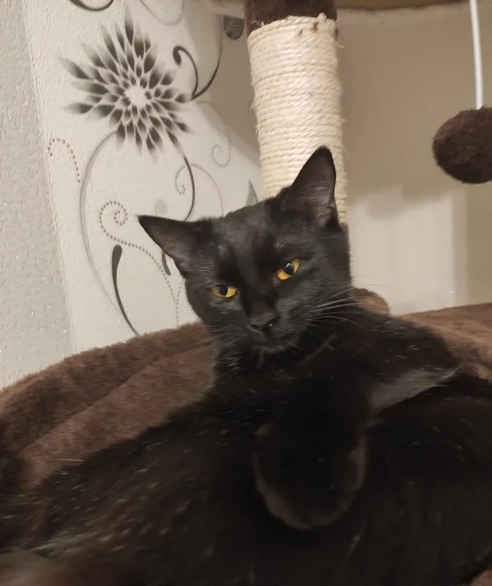 Speckled cat :3 - My, cat, Catomafia, Longpost