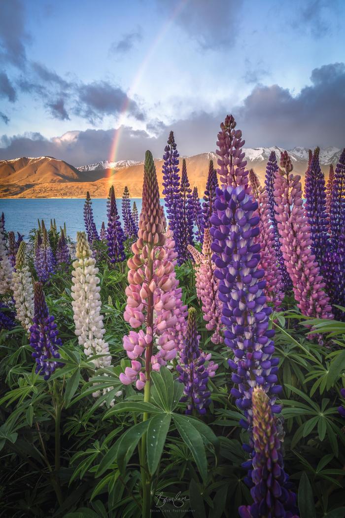 Rainbow over lupins. - Lupine, Rainbow, New Zealand, Phone wallpaper