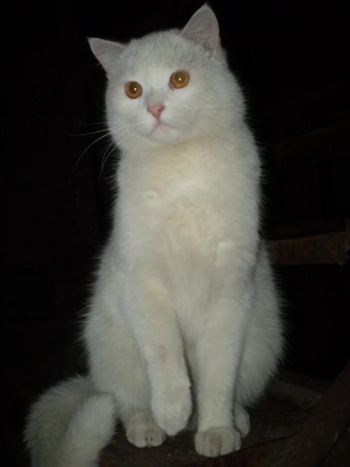 I love cats))) - My, cat, White, Spring, Longpost