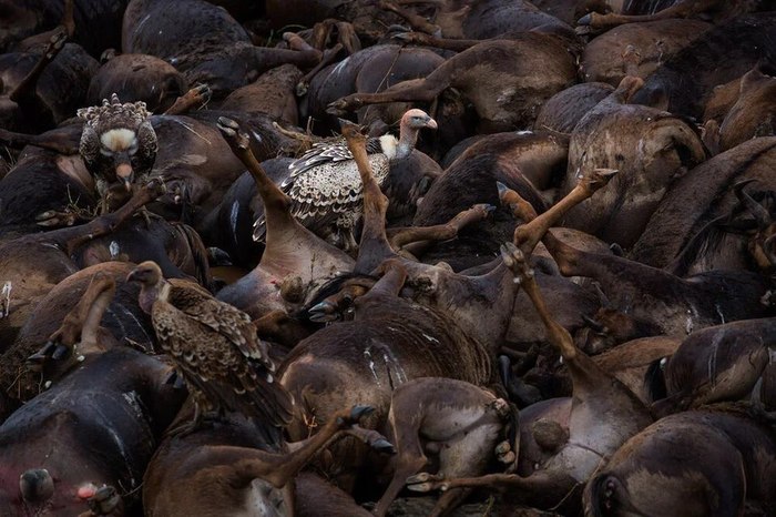 Стервятники в своем раю