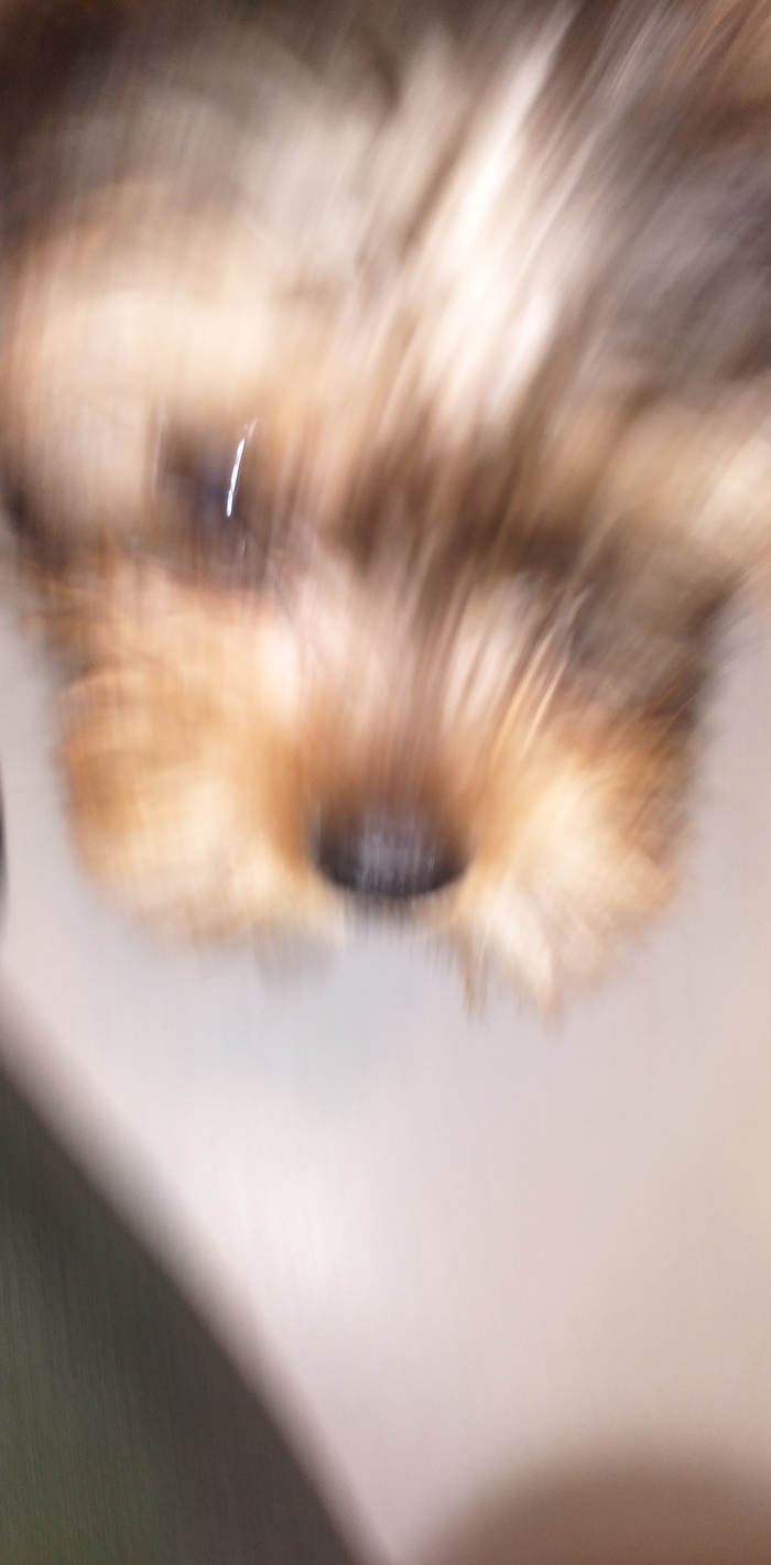 Правило N. 658 никогда не фоткайте собаку которая бежит