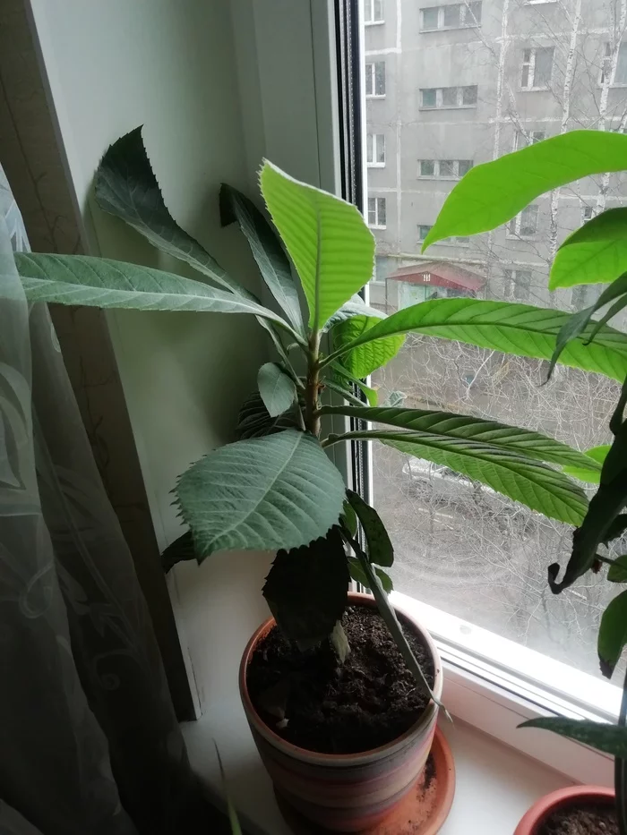 Exotic and not so exotic plants on the windowsill - My, Exotic, Plants, Houseplants, Фрукты, Seeds, Landing, Longpost, Exotic plants