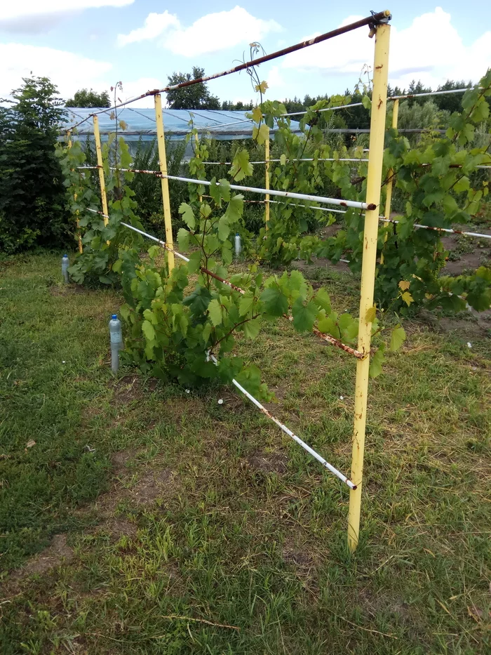 DIY fencing for mulch - My, Grape, Vineyard, Care, Garden, Dacha, Gardening, Longpost