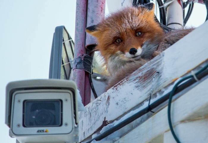 ������ ��������� ��� ������� ���!