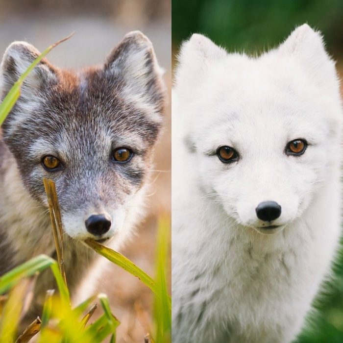 Как песец меняет свой окрас летом и зимой