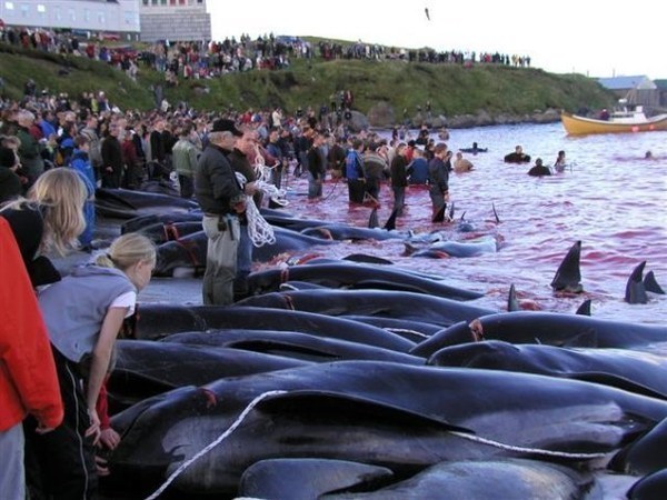 This is how traditional initiation into men takes place in Denmark. Once a year, young and not so “people” organize a massacre. Prey: dolphins and whales - Dead Dolphins, Murder, Longpost