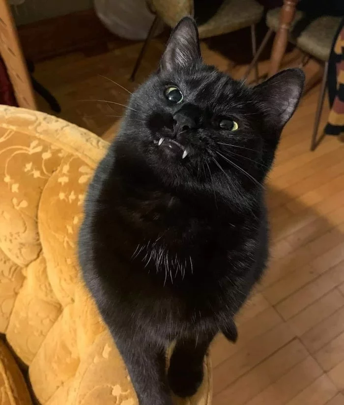 Vampire - cat, Catomafia, Black cat, Teeth