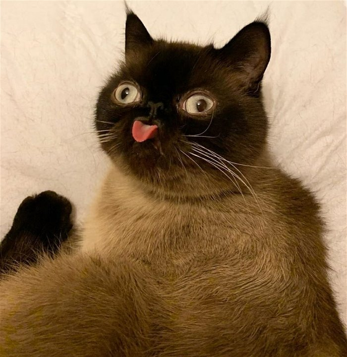 So we made it to Friday, Friday the 13th! - The photo, cat, Friday, Friday, Blep