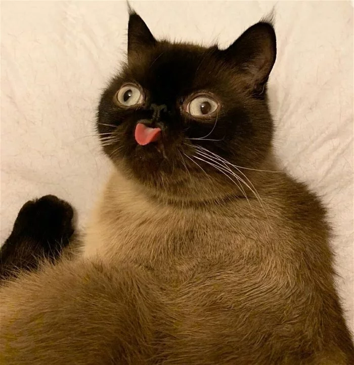 So we made it until Friday, Friday the 13th! - The photo, cat, Friday, Friday, Blep