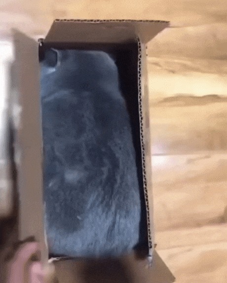 Квадрик Кот, Котомафия, Коробка, Квадрат, Гифка