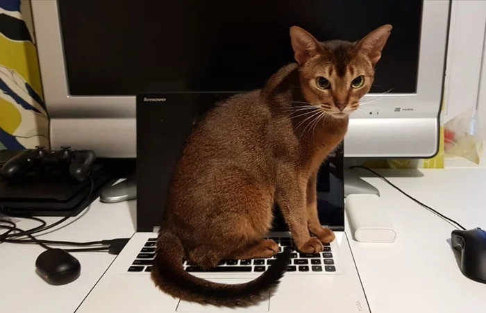 Come up with a title for this photo. I can't even imagine what she's thinking)) - My, cat, Thoughts, Abyssinian cat