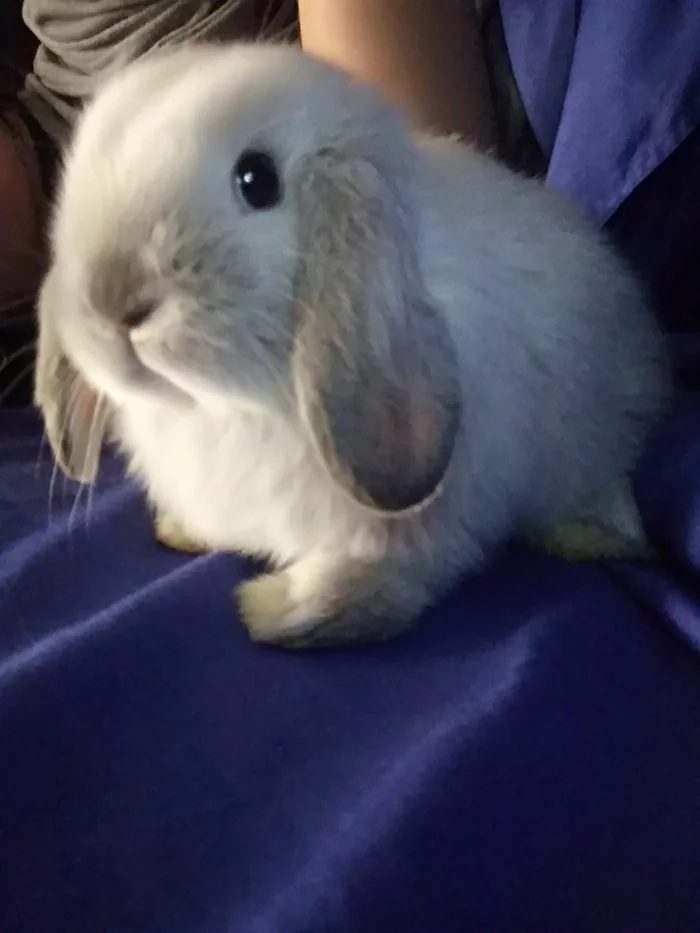 Rabbit Olivia - My, Rabbit, Milota, Pets, Fold-eared rabbit