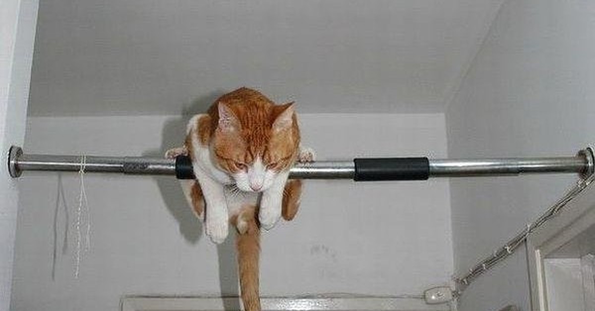 Кот подтягивается. Кот подтягивается. Кот потягивается. Кот подтягивается. Кошка подтягивается.