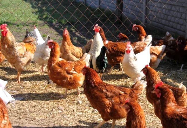 Problem with neighbors and their chickens - My, Hen, Neighbours, Advice