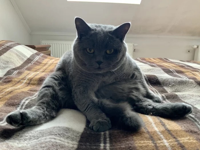 My cat has BD! - Animals, Birthday, cat, My