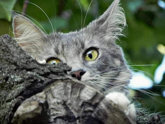 The cat that walked by itself - My, Nikon, Summer, Nature, The photo, Beginning photographer, cat