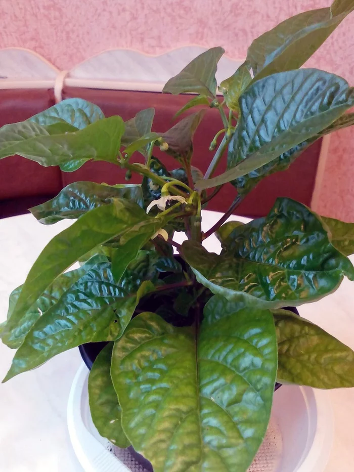 Coconut hydroponics. Hot peppers. Season 2020. No. 3 - My, Hot peppers, Vegetable garden on the windowsill, Hydroponics, Longpost