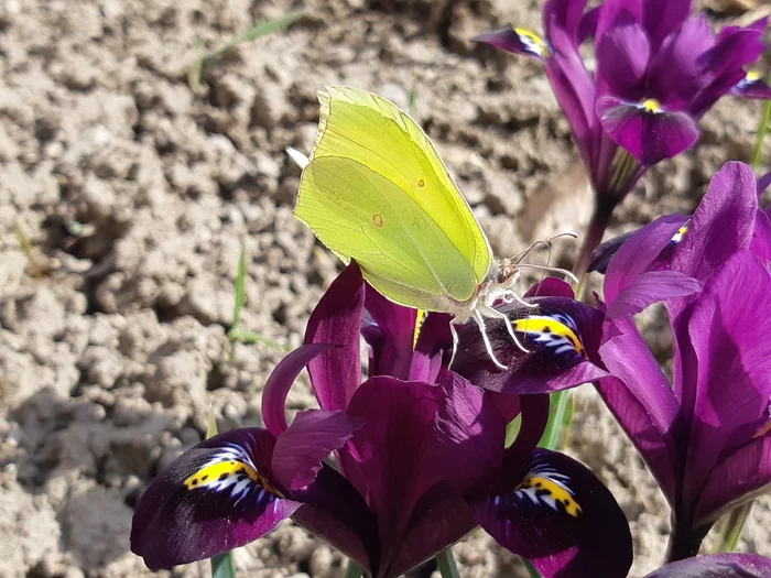 Spring is finally here - My, Spring, Kazakhstan, Samsung A8