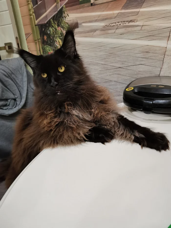 Mr. Tooth became Mr. Toothless - My, cat, Maine Coon, Milota, Paws, Longpost