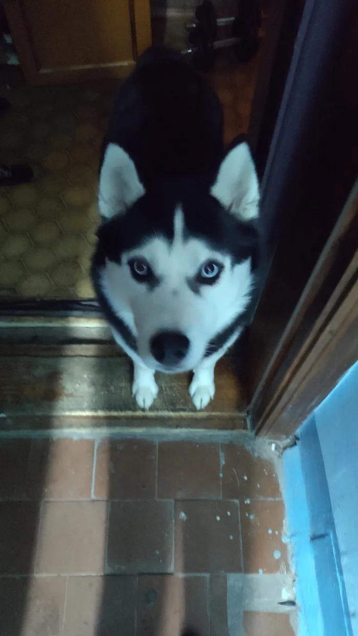 Lost Siberian Husky (Found!) - My, The dog is missing, Tolyatti, No rating, Husky, Siberian Husky, Longpost, Dog