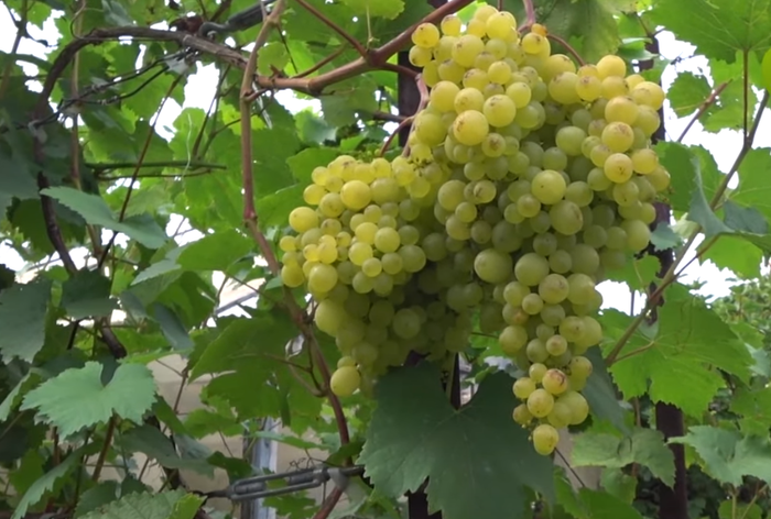 И в Сибири зреет виноград | Пикабу