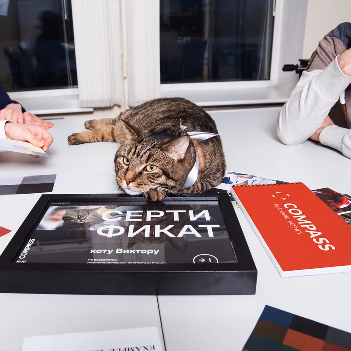 Russia's most famous cat will get a personal brand - My, Brands, Personal branding, cat, Aeroflot