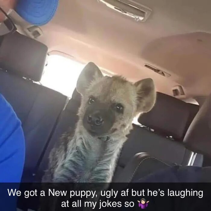 And we have a new puppy - Hyena, Laugh, Puppies, Picture with text, Wild animals, Predator, Spotted Hyena, Young, Predatory animals