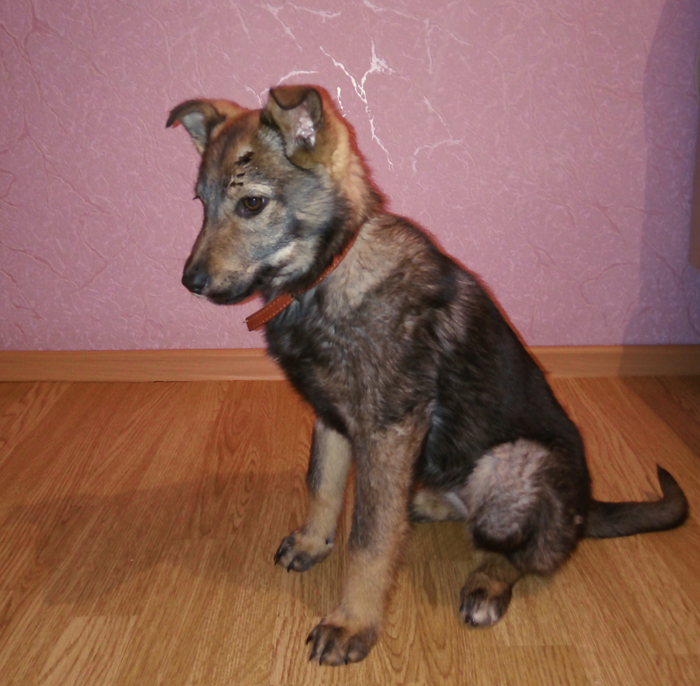 Серафима в поисках дома