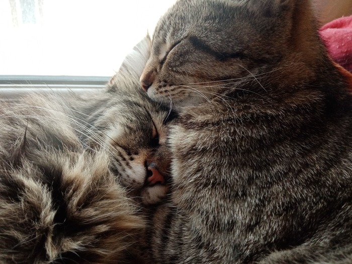 Мама всегда любит