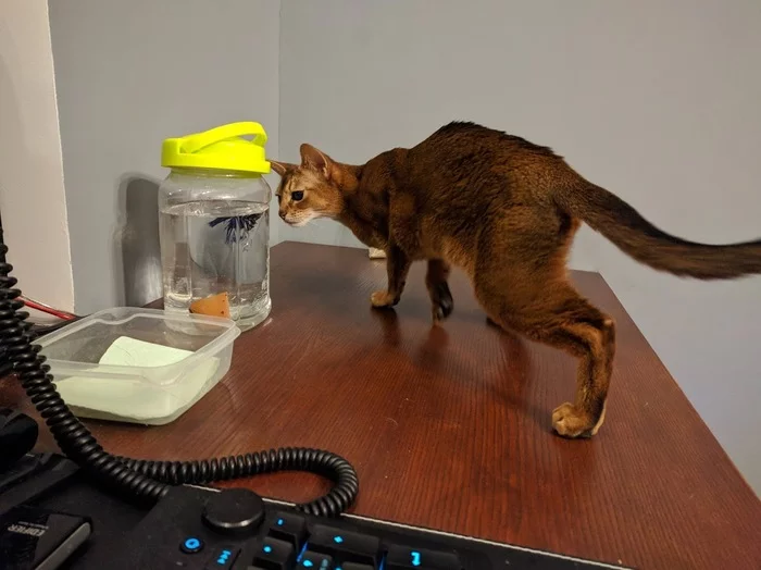 I am placing an Abyssinian cat in the good hands of experienced owners - My, In good hands, cat, Abyssinian cat, Moscow, No rating, Help, Longpost