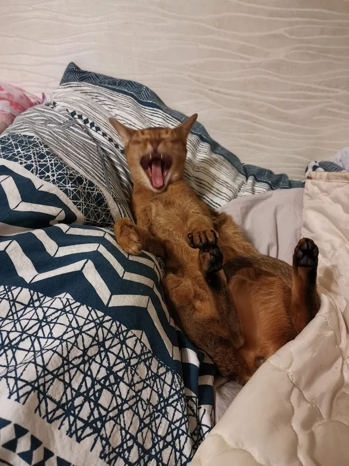 I am placing an Abyssinian cat in the good hands of experienced owners - Longpost, Help, No rating, Moscow, Abyssinian cat, cat, In good hands, My