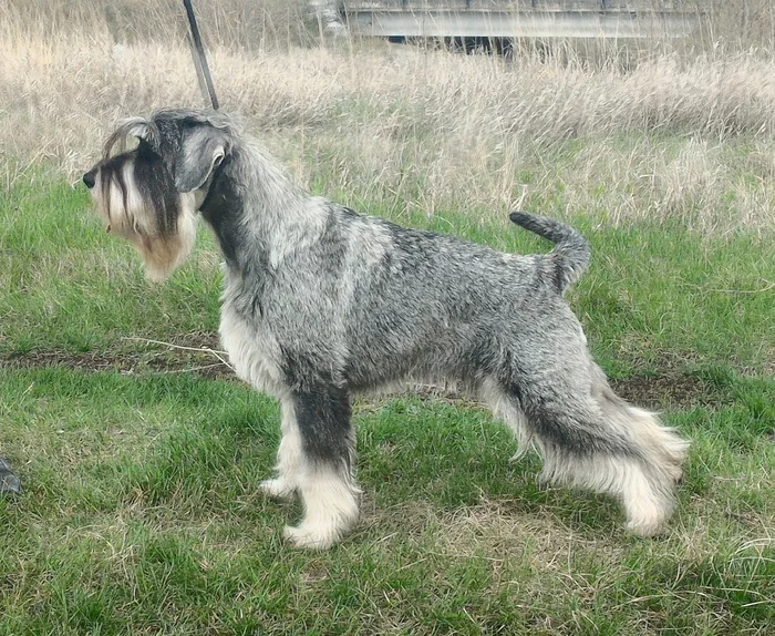 Reply to the post “About dog breeds. Schnauzers, part 1: middle schnauzer, giant schnauzer. » - My, Dog, Dog breeds, Giant schnauzer, Standard Schnauzer, Schnauzers, Reply to post, Longpost