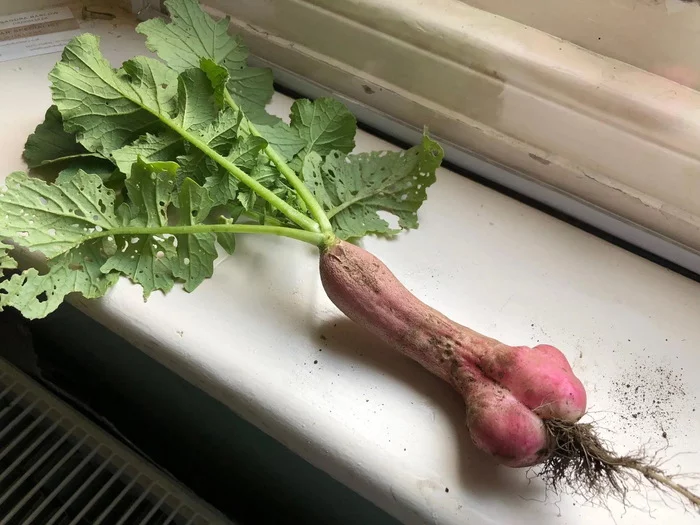 Post #7298661 - Radish, Tops and roots, Vegetables, Similarity